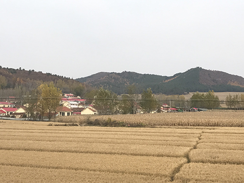 即将收割的稻田